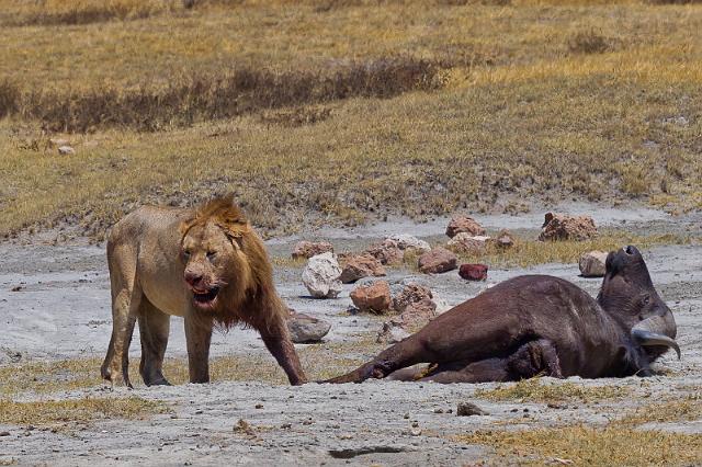 134 Tanzania, Ngorongoro Krater, leeuw met prooi.jpg